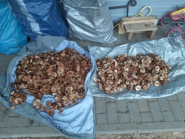 Грибы ивановской. Зоны грибных мест иваново. Грибы ивановской. Лес в иваново грибы. Грибы иваново.