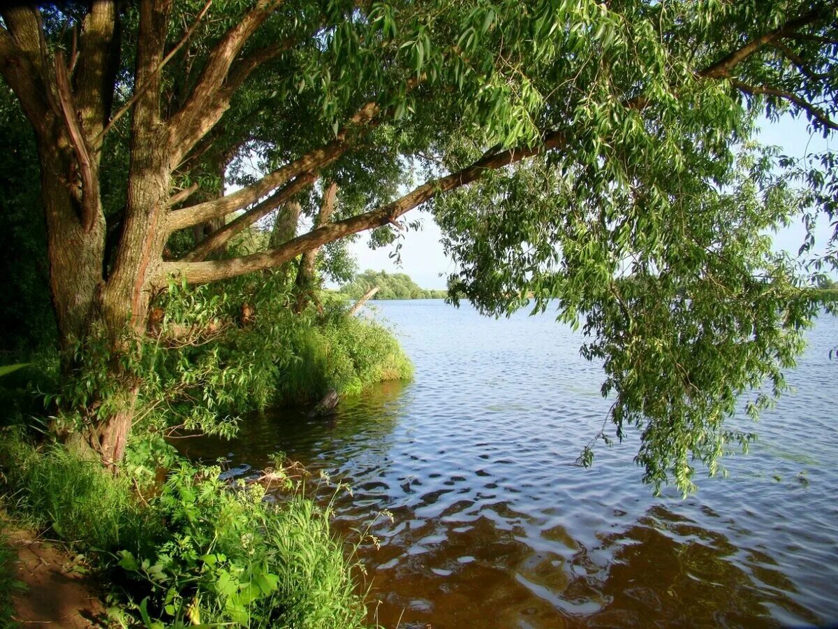 Ива на берегу озера. Ива Ракита над рекой. Куст Ракиты над рекой. Ольха у реки. Плакучая Ива у озера.