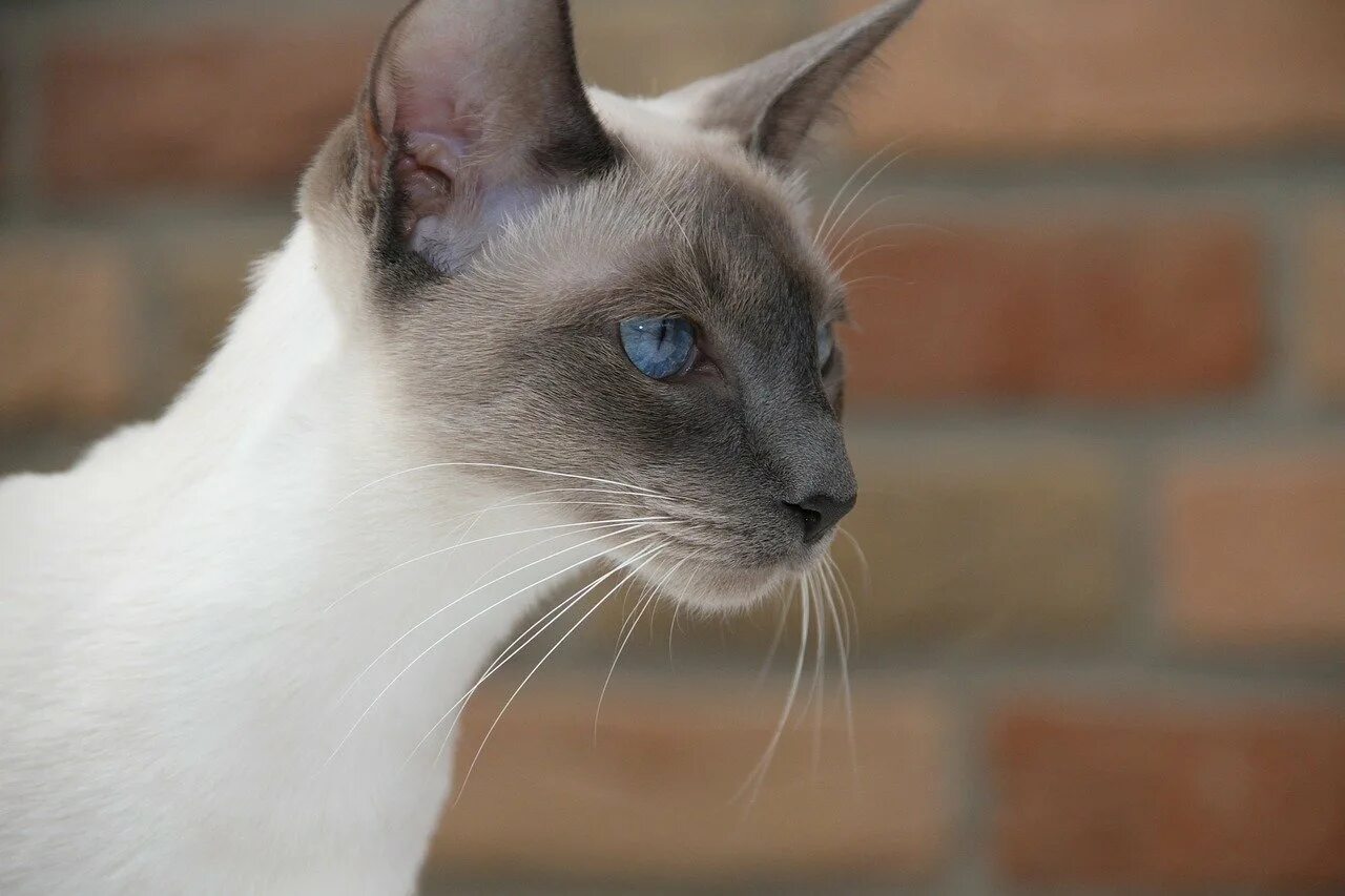 Сиамская кошка. Тайская кошка старотипная. Сиамо-ориентальные кошки. Старотипная Сиамская. Сиамская кошка длинная
