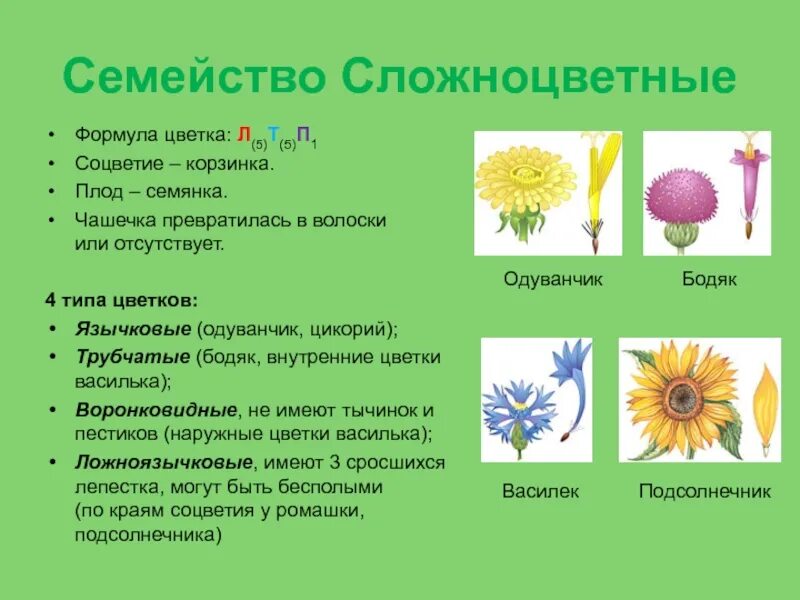 Семейство Сложноцветные л5. Семейство Астровые формула цветка. Семейство Сложноцветные типы цветков. Формула сложноцветных цветков. Мелкие цветки сложноцветных собраны