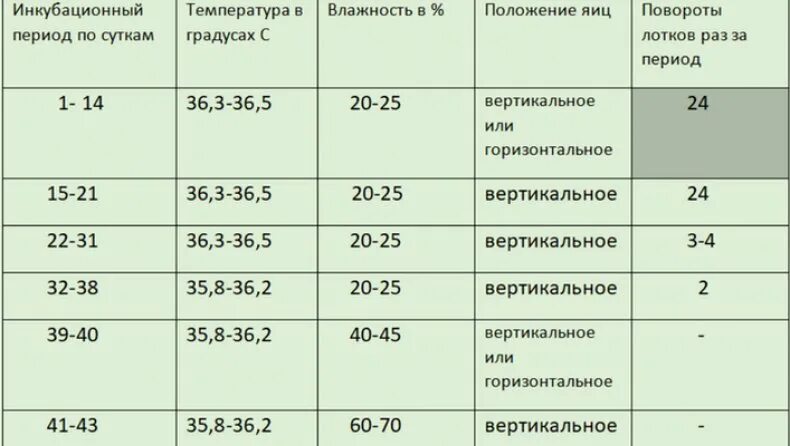 Инкубация страусиных яиц в инкубаторе таблица. Таблица режимов инкубации павлиньих яиц. Режим инкубации страусиных яиц. Режим инкубации павлиньих яиц в инкубаторе таблица.