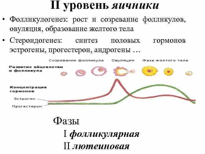 Яичниковый цикл фолликулогенез. Образование фолликула. Стадии роста фолликула. Схема развития фолликула. Фолликулы созревают в