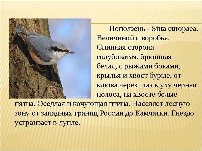 Поползень птица фото и описание где зимует Поползень Птица Фото И Описание Зимой