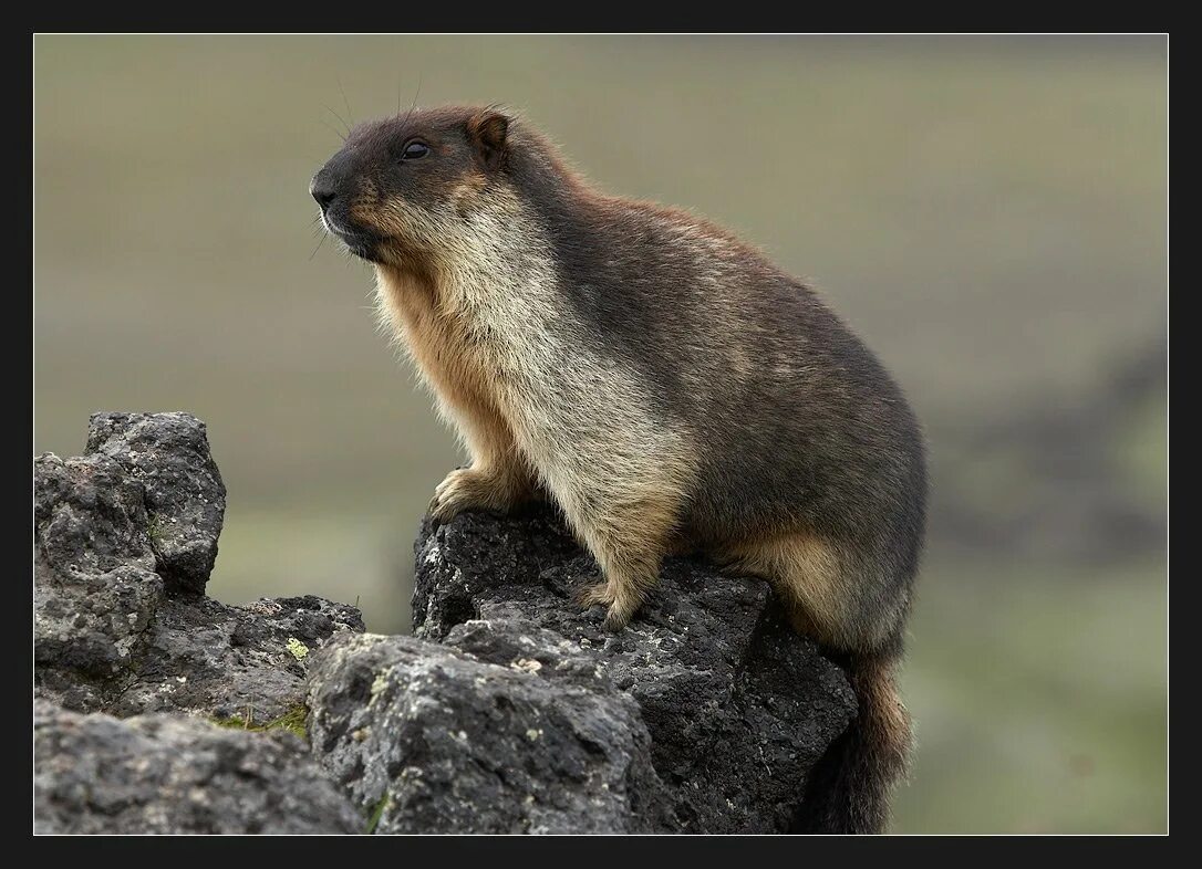 Монгольский сурок тарбаган. Тарбаган (монгольский сурок) (Marmota sibirica). Прибайкальский черношапочный сурок. Камчатский черношапочный сурок. Сурок красная книга