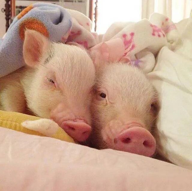 поросенок. два маленьких поросенка. поросенок минипиг. поросенок. вислоухий минипиг.