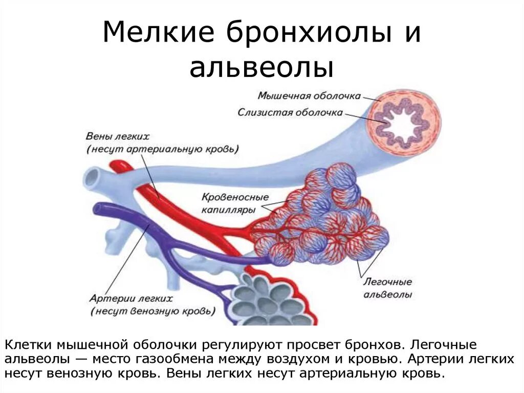 Воздух поступает в альвеолы. Альвеолы анатомия. Строение бронхи альвеолы бронхиолы. Бронхиолы и артериолы. Респираторная бронхиола строение.