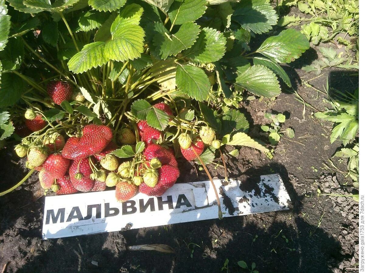 Урожайность мальвины