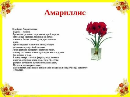 Значение цветов амариллис