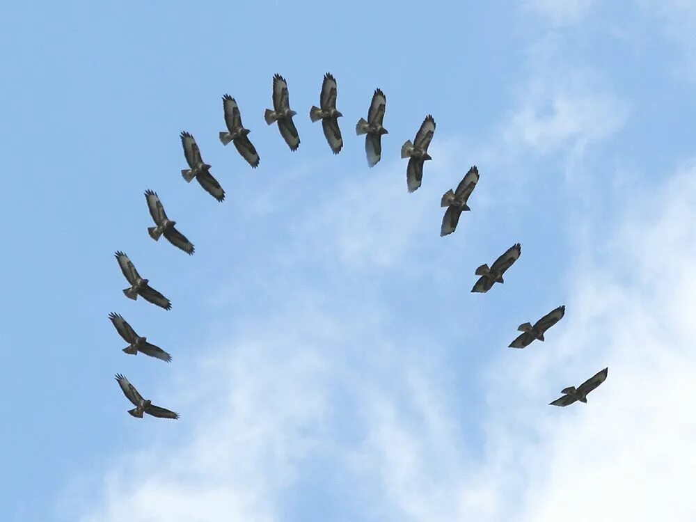 Девушка в кабине самолета. Птица высокого полета. Человек летает в воздухе. Летать формы. Авиамодель летающее крыло.