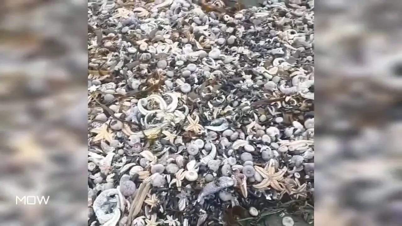 Погибло много рыбы. Гибнет рыба на Камчатке. Экологическая катастрофа на Камчатке. Морские обитатели которых выбрасывают на берег.