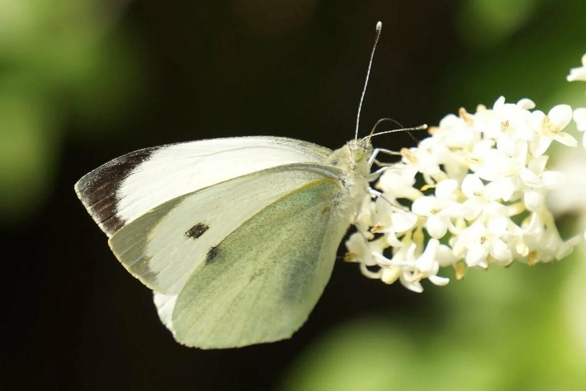 Бабочка Белянка капустница. Капустница Белянка. Капустница (Pieris brassicae). Бабочка капустная Белянка. Капустная белянка описание