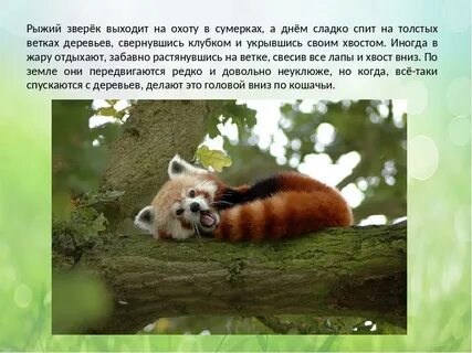 Текст про красную панду