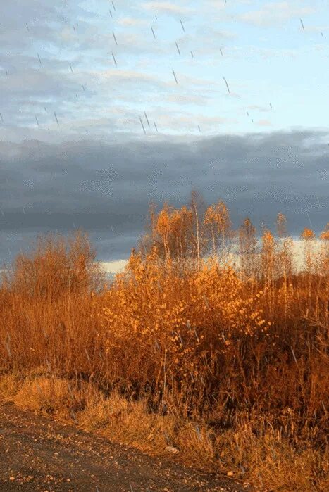 Тихий пасмурный денек с легким морозцем впр. Дождливая осень. Осень дождь. Пасмурная осень. Поздняя осень дождь.