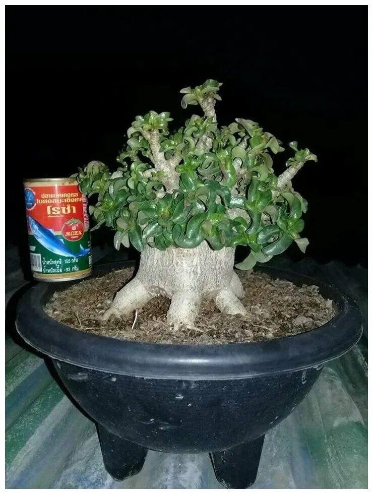 адениум дорсет хорн. адениум барашек купить. адениум медуза. адениум дорсет хорн. адениум dorset horn cobra.