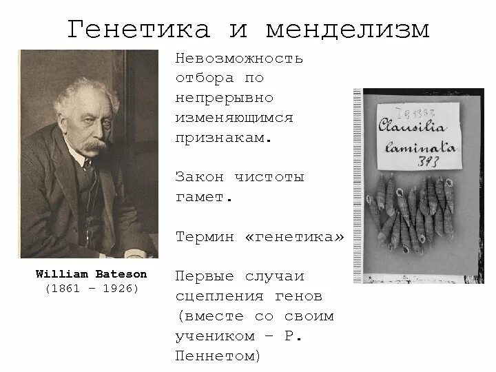 Термин генетика впервые был использован в. Классическая генетика менделизм. термин генетика предложил. кто придумал термин генетика. использование концепции менделизма в генетике человека началось.