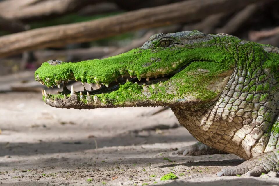Какой крокодил зеленый. Зеленый крокодил. Крокодил ярко салатовый. Настоящего зеленого крокодила. Крокодил Кайман зеленый.