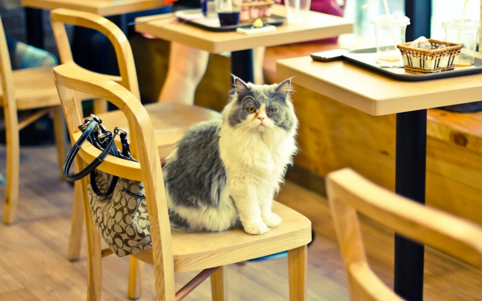 Кошачье кафе - "Cat Cafe" в Японии. Котокафе мурчашка. Котокафе котики и люди, Москва. Котокафе котофейня