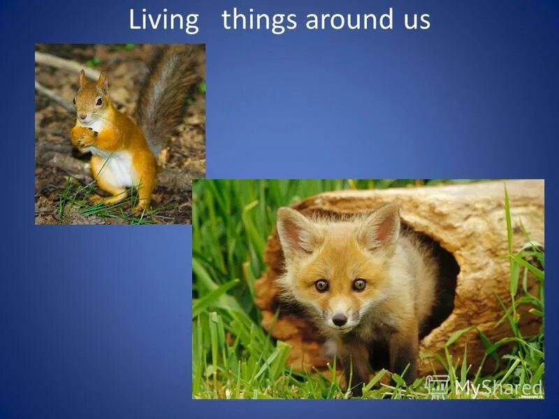 Living things around us презентация. Living things around us. Living things around us 7 класс презентация. Living things.