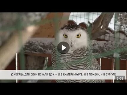 Отправь соне