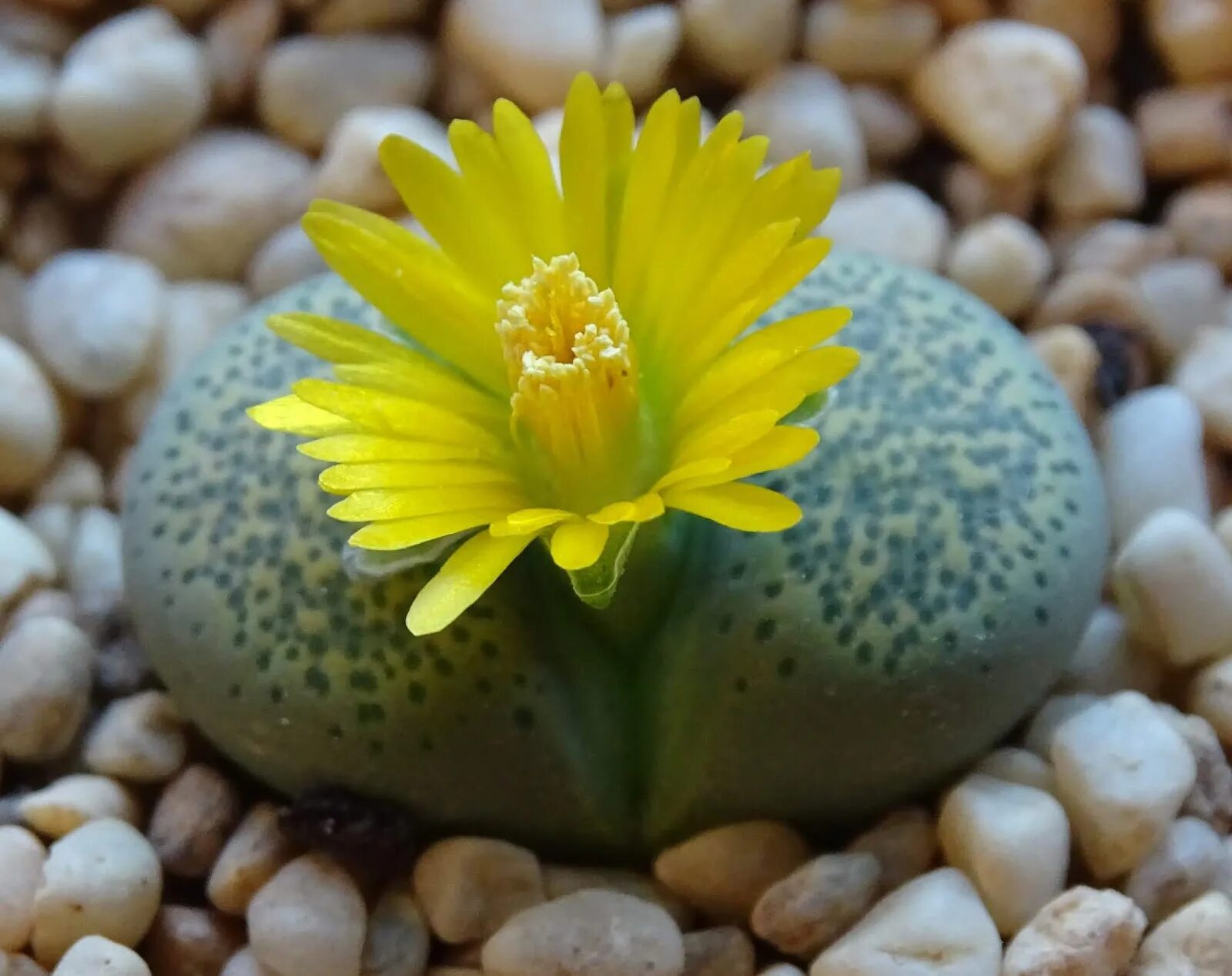 Цветочки литопс магазин москва. Lithops terricolor. Литопсы. Литопсы Lithops salicola CV.Malachite. Суккулент Литопс Lithops terricolor c 254.