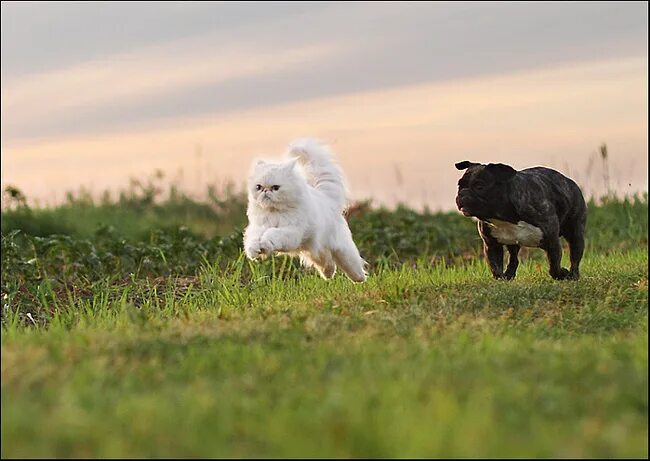 Кошка гонится. Кот бежит от собак. Кошка и собака бегут. Собака бежит за котом. Собака гонится за кошкой.