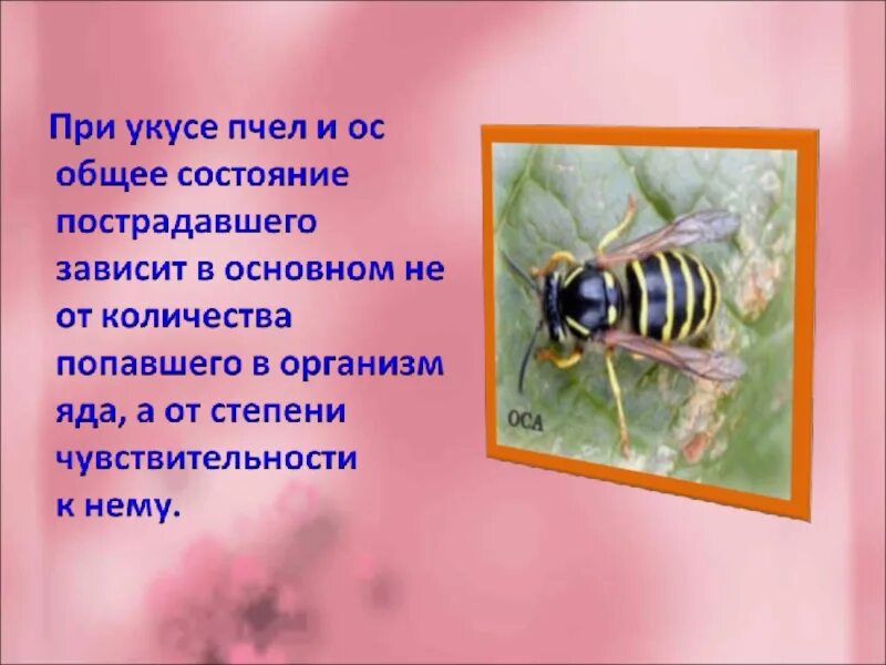 Почему пчелы относятся к насекомым. Презентация на тему укусы насекомых. Опасные насекомые Оса для человека.