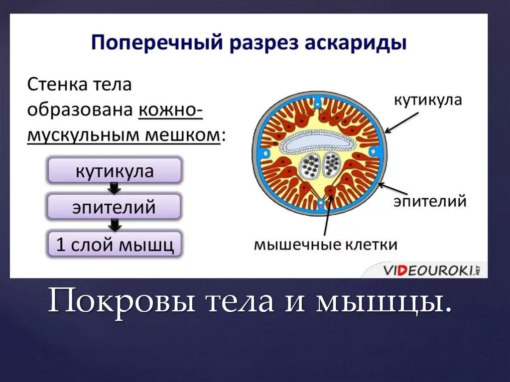 Мускульный мешок круглых червей. Круглые черви кожно-мускульный мешок. Круглые черви строение кожно мускульного мешка. Кожно-мускульный мешок у круглых червей. Кожно мускульный мешок аскариды.