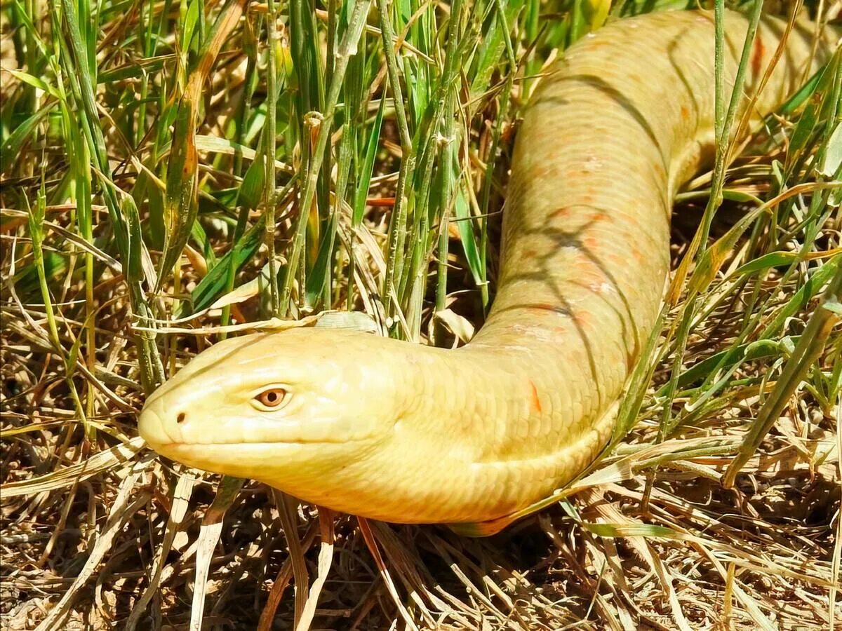 Желтопузик фото. Безногая ящерица желтопузик. Жёлтопузик змея. Змеи Абхазии желтопузик. Ящерица с желтым пузом.