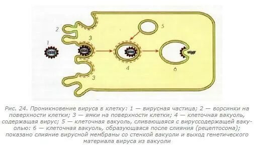 Процесс проникновения вируса в клетку. Опишите процесс проникновения вируса в клетку. Проникновение вирусной частицы в клетку. Процесс проникновения в клетку пищевых частиц. Медицинский препарат проникает в клетки мерцательного