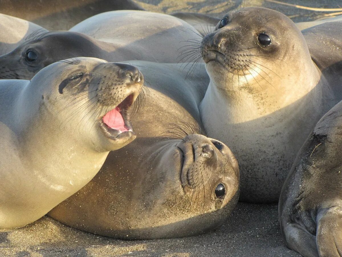 3 морских котика. Ларга пестрая нерпа. Байкальская нерпа белек. Морской котик. 3 морских котика.