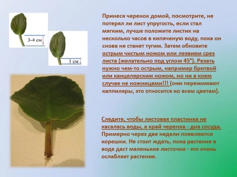 Через сколько дней появляются листочки