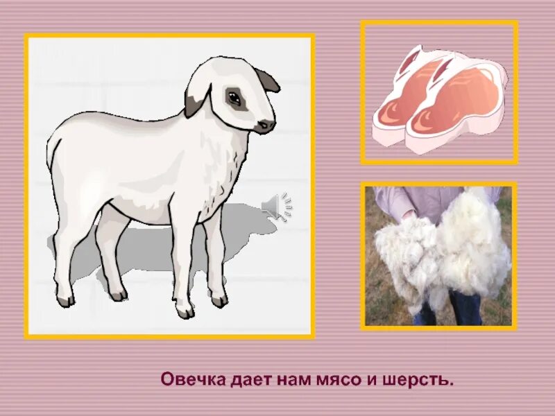 Мясо шерсть. Овцы дают нам мясо шерсть кожу презентация. Мясо шерсть. Продукция овцеводства шерсть. Мясной и молочной продукции.