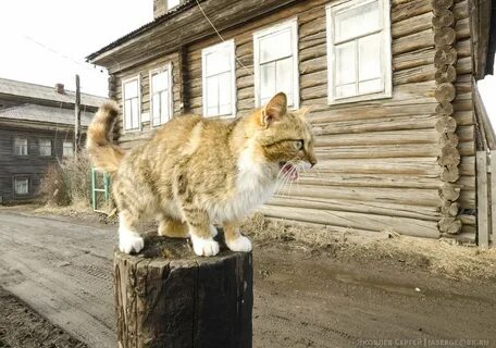 Кошки в архангельске
