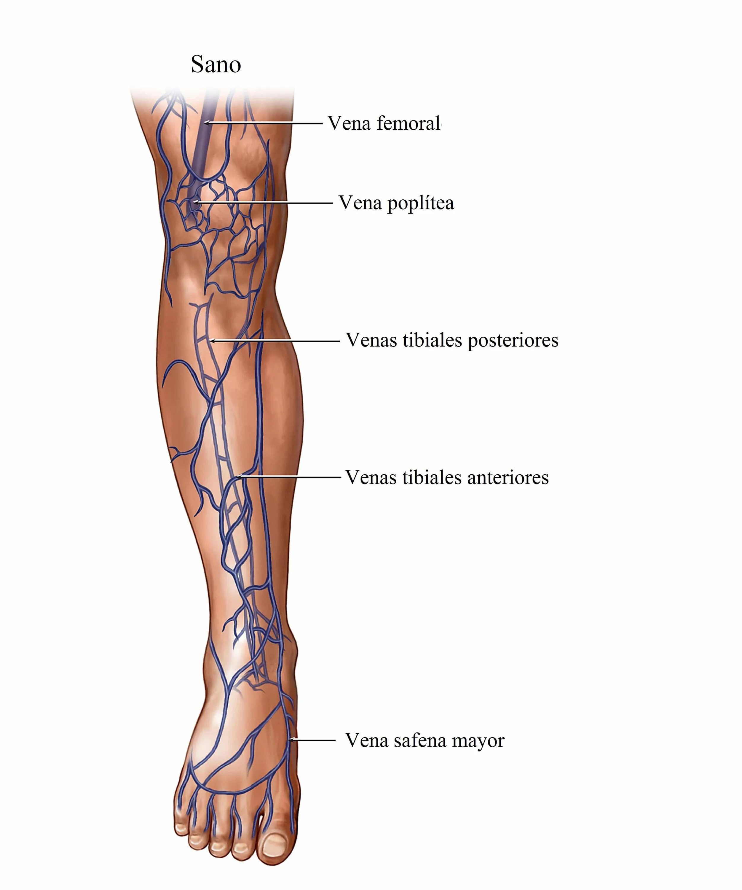 Vena saphena. Вена сафена Магна анатомия. Vena poplitea анатомия. Сосуды нижних конечностей анатомия схема.