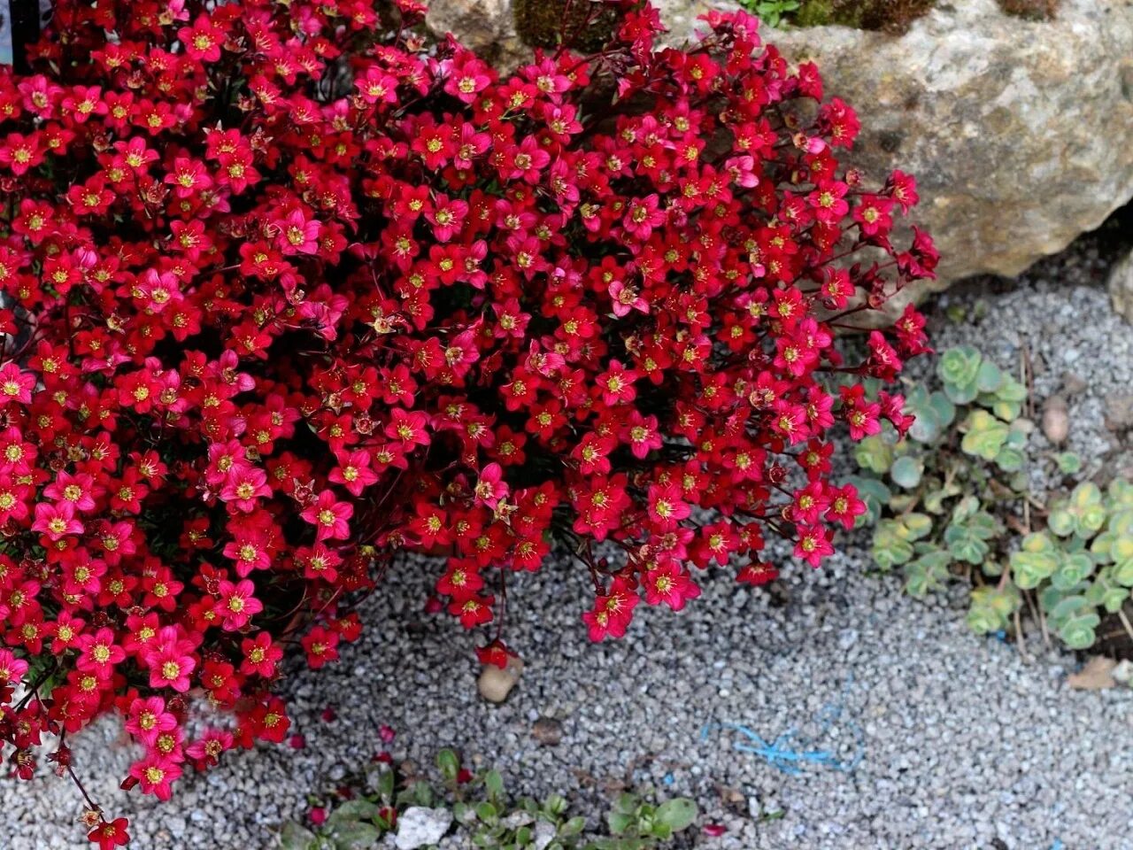 цветы красный ковер фото. маргаритки мавританский. ковер красно белый. циния газонная. низкорослая астра лососевая.