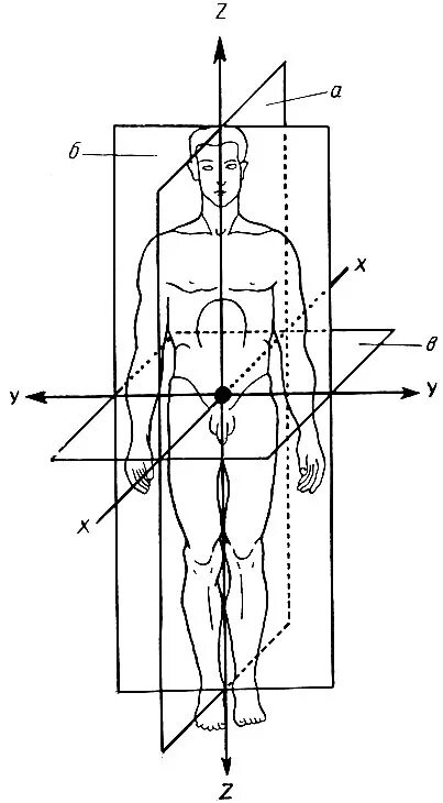 Три оси человека. Фронтальная и сагиттальная плоскость. Сагиттальная плоскость фронтальная горизонтальная плоскость. Сагиттальный фронтальный вертикальный. Сагитальны плоскость тела.