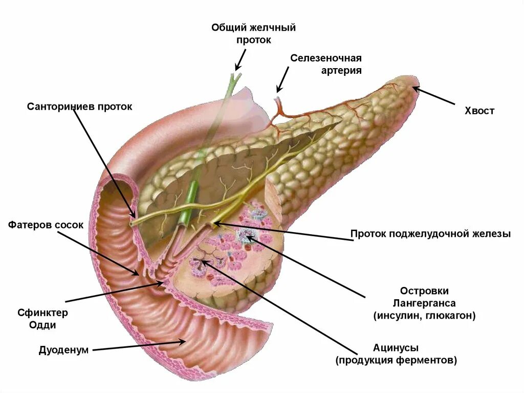 Желчный пузырь глаза. Строение островка поджелудочной железы. Поджелудочная железа кролика анатомия. Протоки поджелудочной железы строение. Островки Лангерганса анатомия.