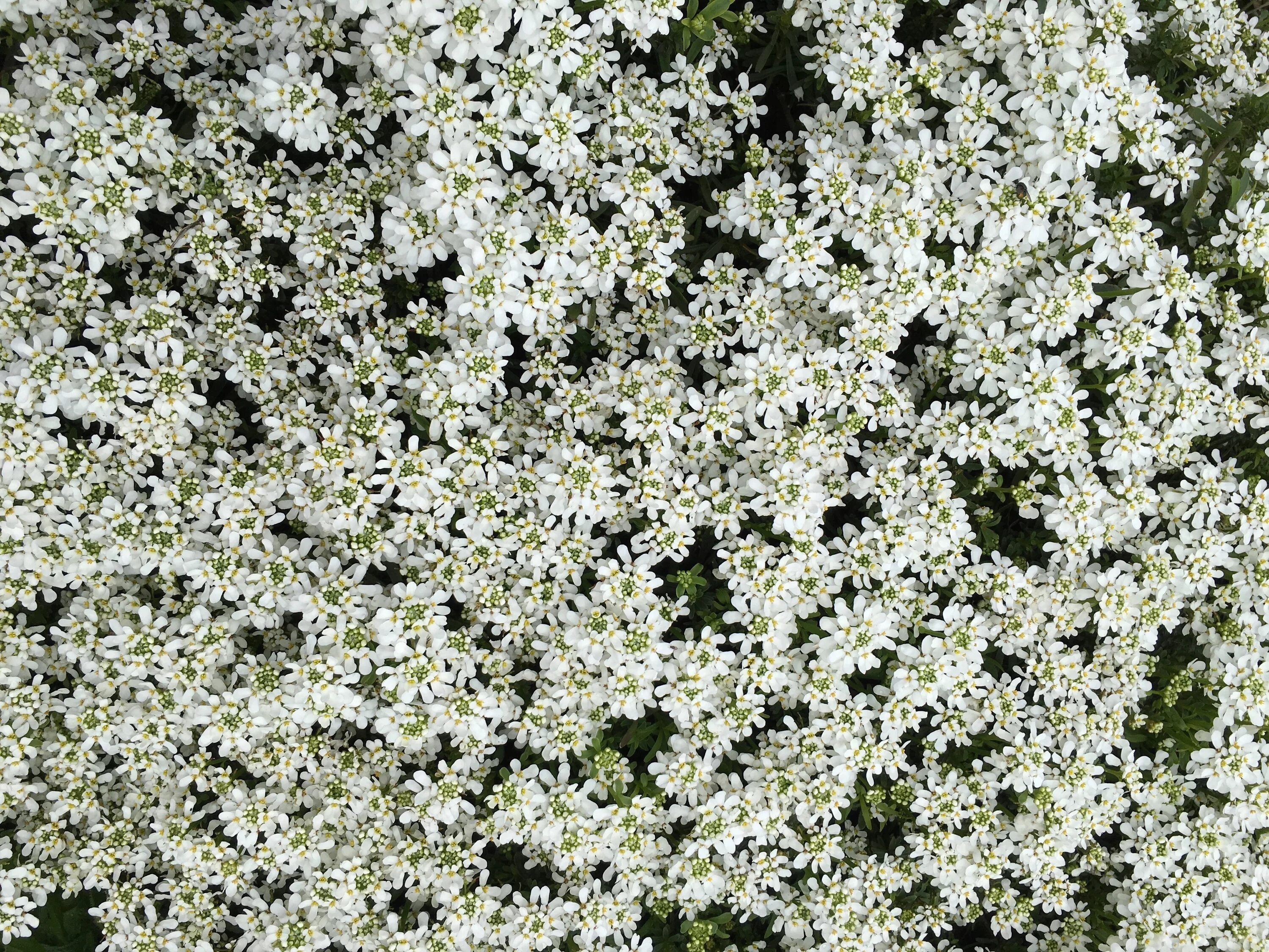 Гипсофила почвопокровная. Почвопокровник алиссум. Белые почвопокровные цветы. Название цветов мелкие белого цвета