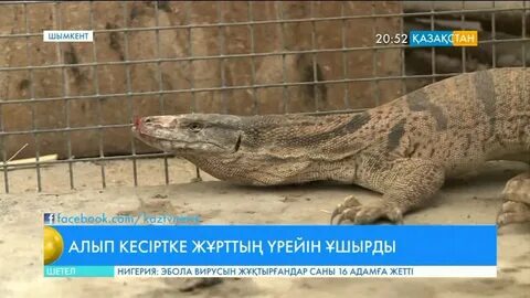 Қорқынышты сәби порно