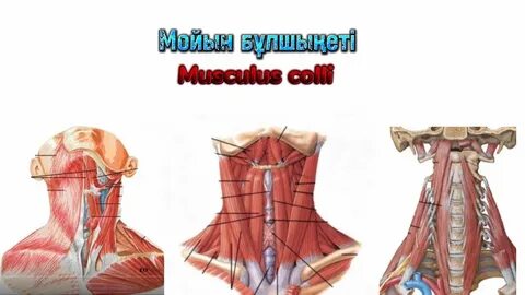 Порно трахается тендер невозможности