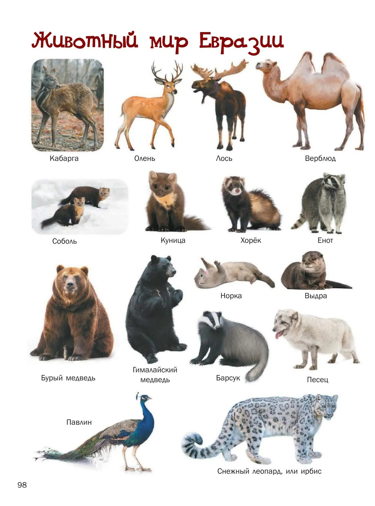 3 животных евразии. Животные Евразии. Название животных Евразии. Обитатели Евразии для детей. Животные Евразии для детей.