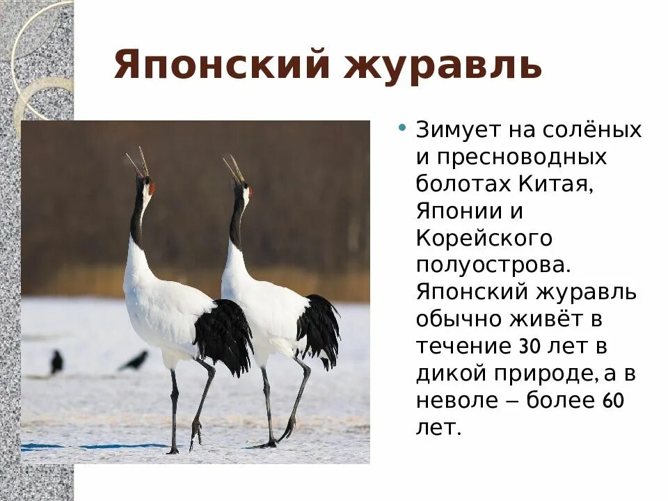 Журавль символ чего в россии. День журавля. Журавли для презентации. Международный день журавля. Журавли презентация для детей.