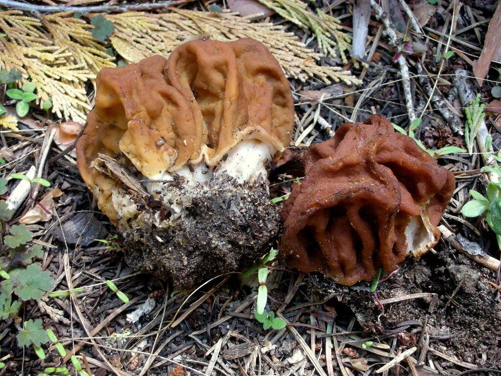 Сморчок гриб где собирать. Строчок гигантский — Gyromitra Gigas.. Гриб строчок. Сморчок и строчок. Сморчки Лесные.