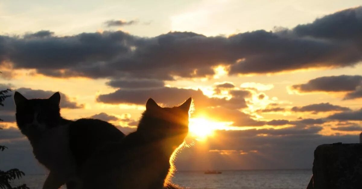 эрин хантер коты воители. хантер эрин "звездный свет". коты-воители эрин хантер книга. аудиокнигу рассвет коты воители. коты-воители белка и ежевика ежевичная звезда.