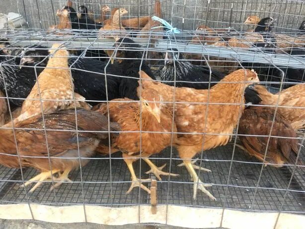 Доминанты мясо-яичные - купить в Балашихе, цена 250 руб., продано 14 июня 2019 -