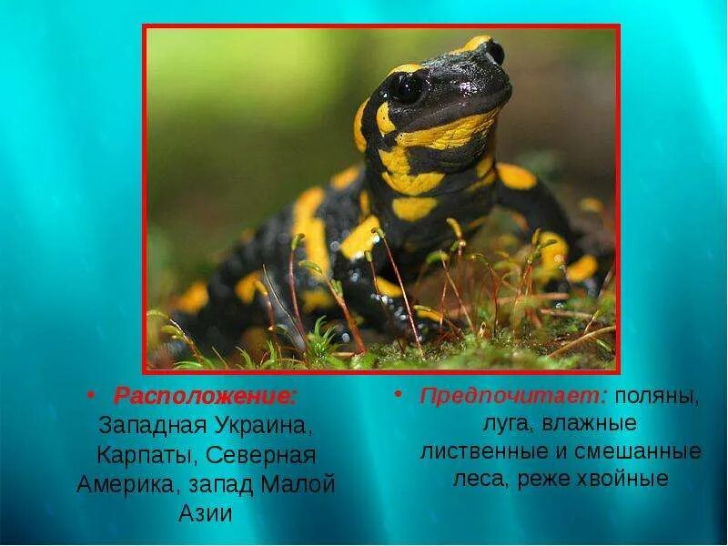 Сообщение о саламандре