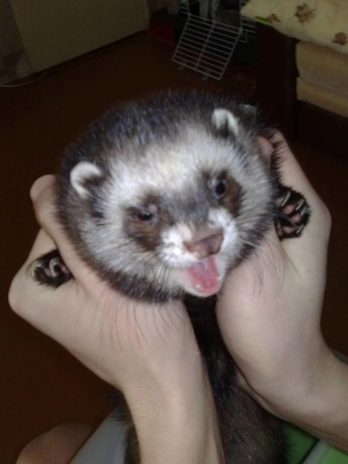 продаются хорьки. хорек в якутске. хорек в добрые руки. хорек в рязани. хорек на руках.