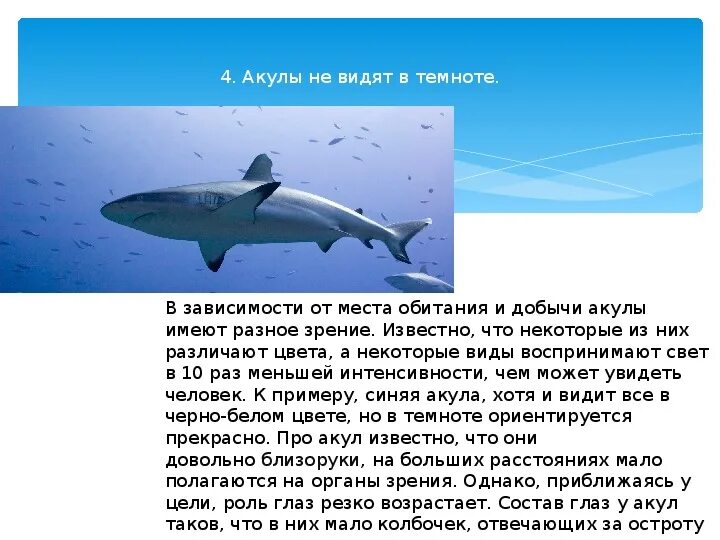 Почему акул считают примитивными рыбами. Вывод про акул. интересное высказывание про акул. интересные факты об акулах для детей. афоризмы про акул.