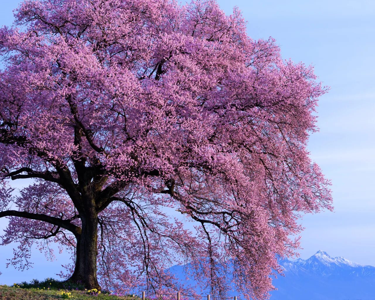Розовые деревья в горах. Весеннее дерево. Деревья весной. Самые красивые деревья весной. Красивое дерево картинки.