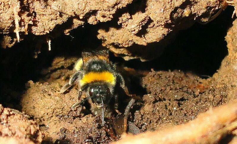 Где живут шмели. Шмель подземный - Bombus subterraneus. Земляной Шмель гнездо. Шмелиный Рой.